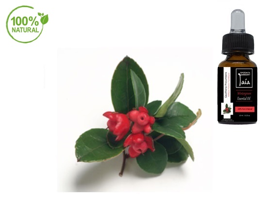 aitherio-elaio-goltheria-wintergreen-essential-oil